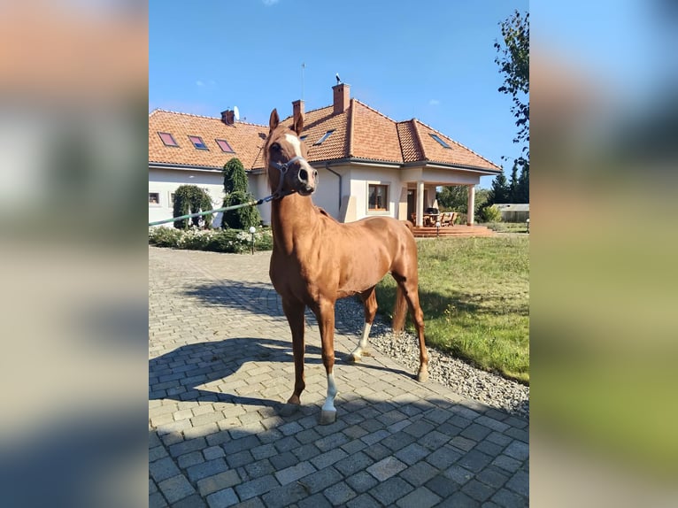 Pura Raza Árabe Semental 6 años Alazán-tostado in Prezanowice