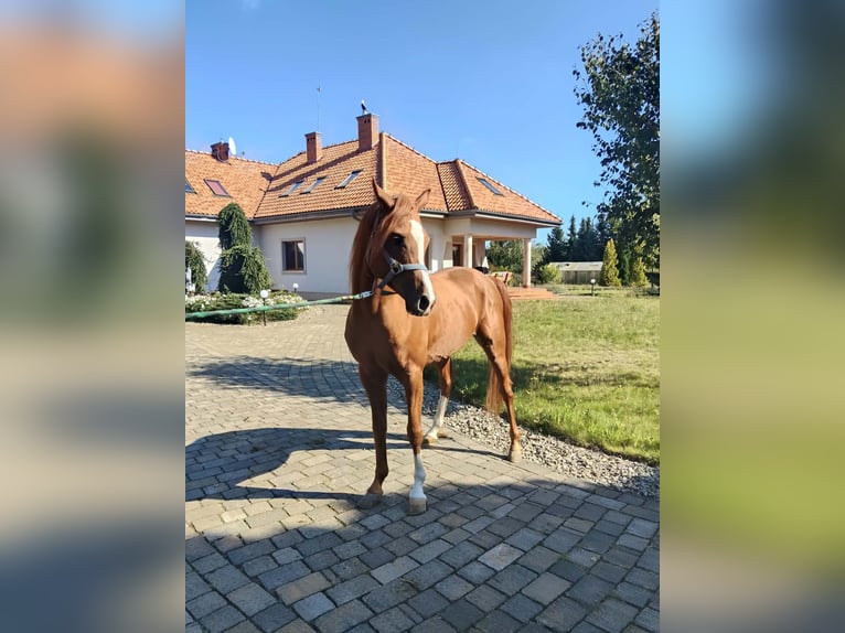 Pura Raza Árabe Semental 6 años Alazán-tostado in Prezanowice