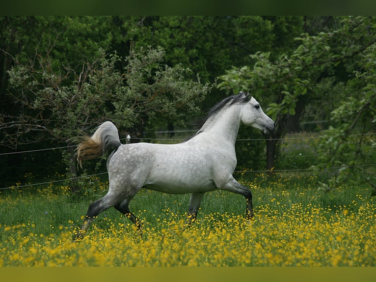 Pura Raza Árabe Semental 7 años 153 cm Tordo in Weilheim an der Teck