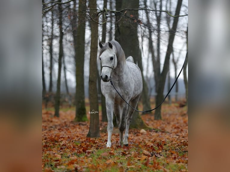 Pura Raza Árabe Semental 7 años 153 cm Tordo in WOLA LOKOTOWA