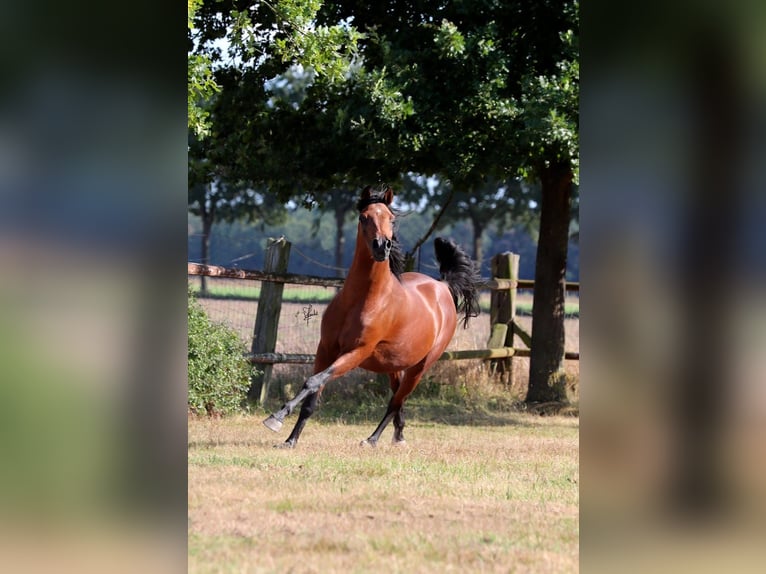 Pura Raza Árabe Semental 7 años 154 cm Castaño in Hoya