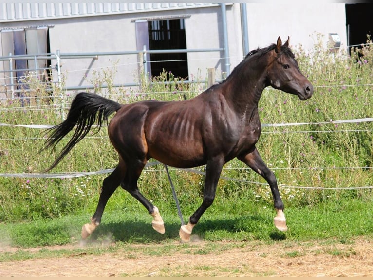 Pura Raza Árabe Semental 7 años 156 cm Morcillo in Hochborn