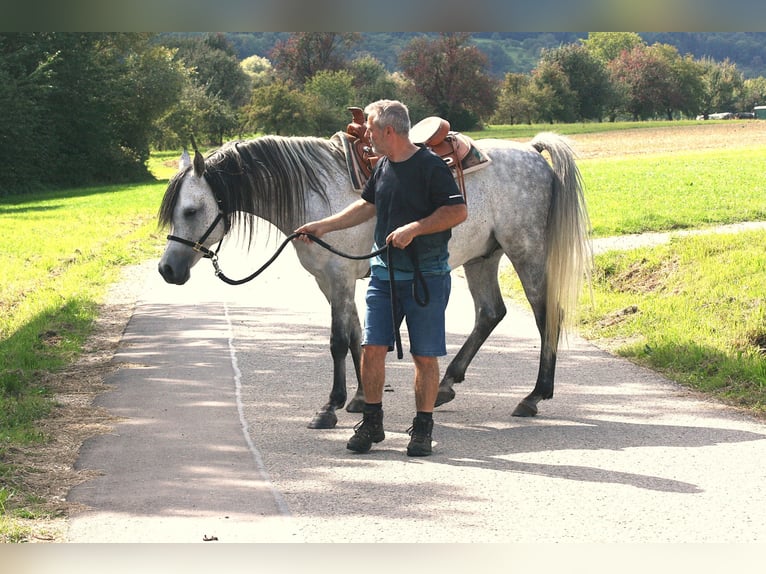 Pura Raza Árabe Semental 8 años 153 cm Tordo picazo in Weilheim an der Teck