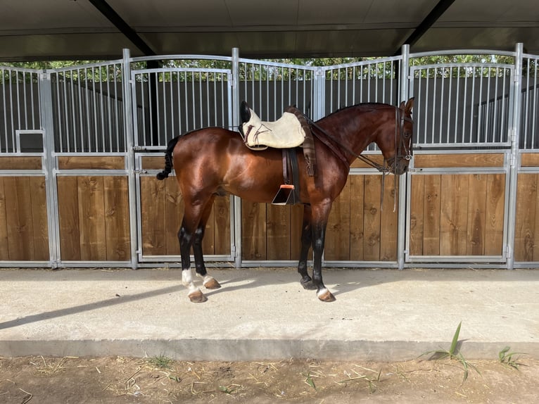 Pura Raza Árabe Semental 8 años 156 cm Castaño in Cordoba