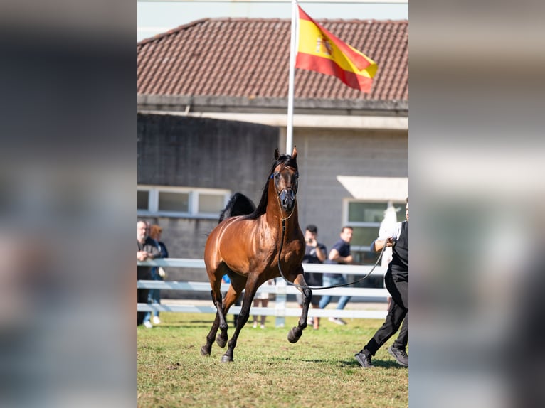 Pura Raza Árabe Semental 8 años 156 cm Castaño in Huarte/UharteHuarte