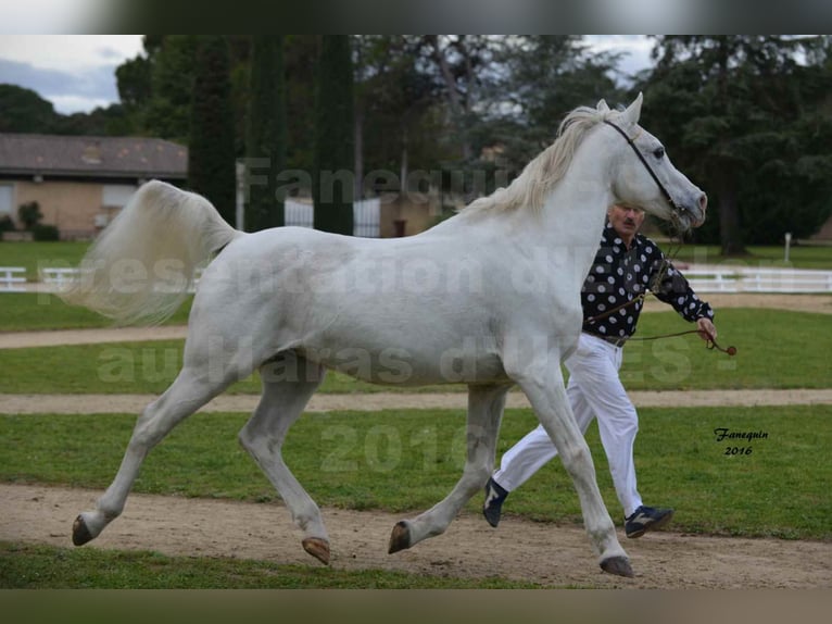 Pura Raza Árabe Semental 8 años 156 cm Tordo in Saint Donnat