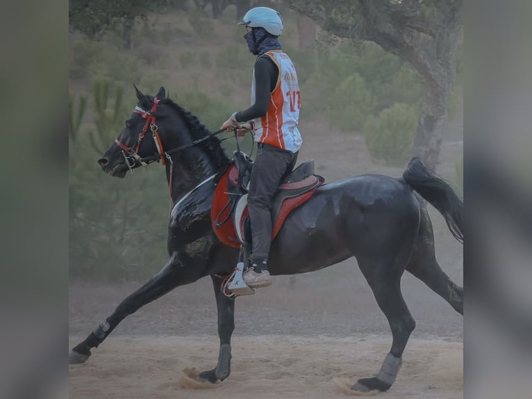 Pura Raza Árabe Semental 8 años Negro in Liptovsky Mikulas