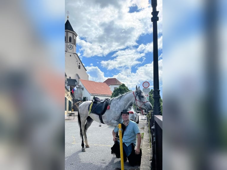 Pura Raza Árabe Semental 9 años 150 cm Tordo in Benedikt