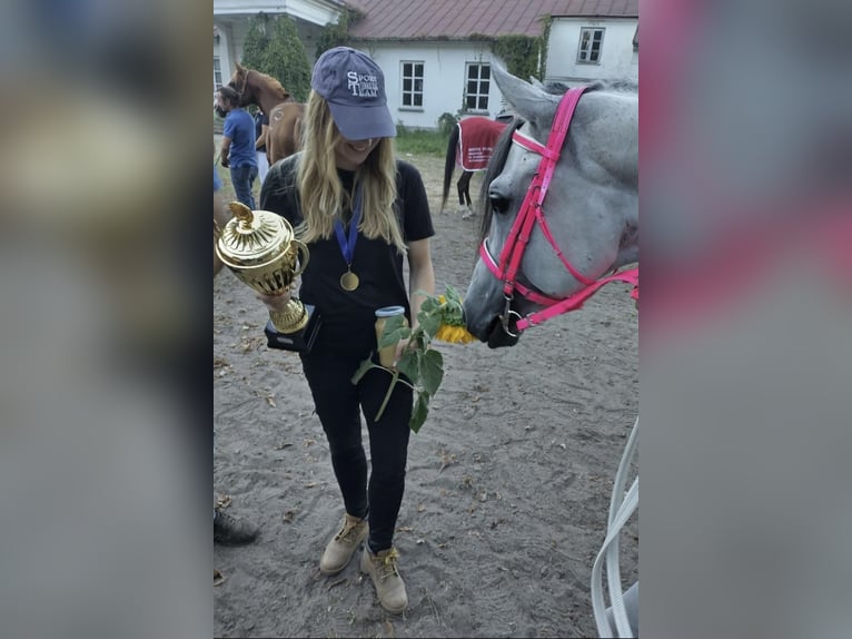 Pura Raza Árabe Semental 9 años 158 cm Tordo in Warszawa