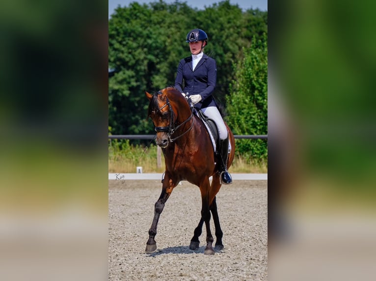 Pura Raza Árabe Semental in Zuidoostbeemster