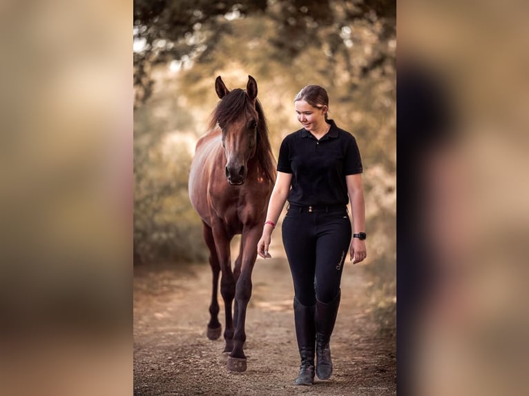 Pura Raza Árabe Semental Castaño in Caumont