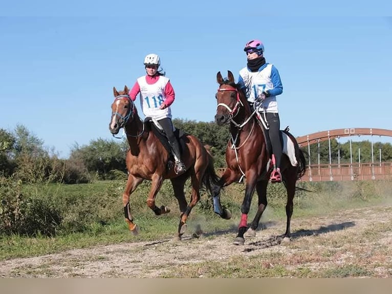 Pura Raza Árabe Semental Castaño in Lahntal