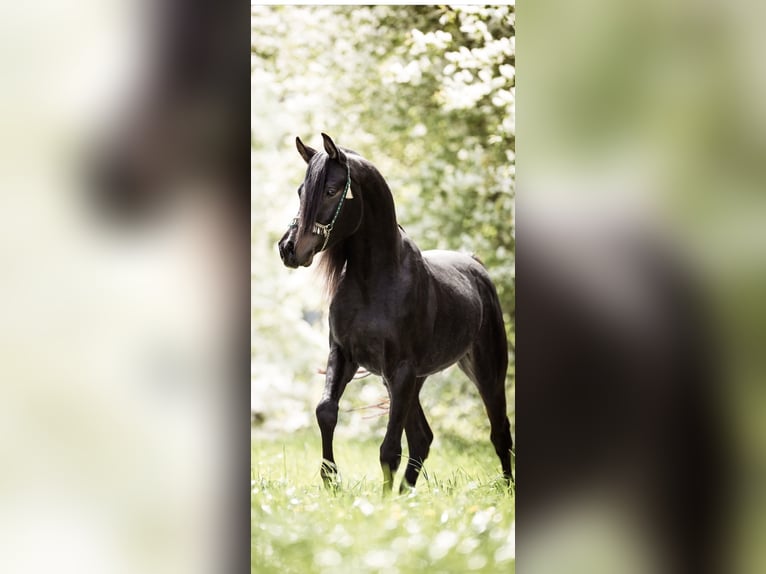 Pura Raza Árabe Semental Morcillo in Ingolstadt