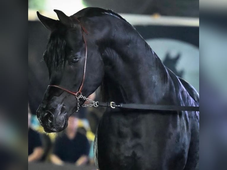 Pura Raza Árabe Semental Negro in Tanta, Gharbia