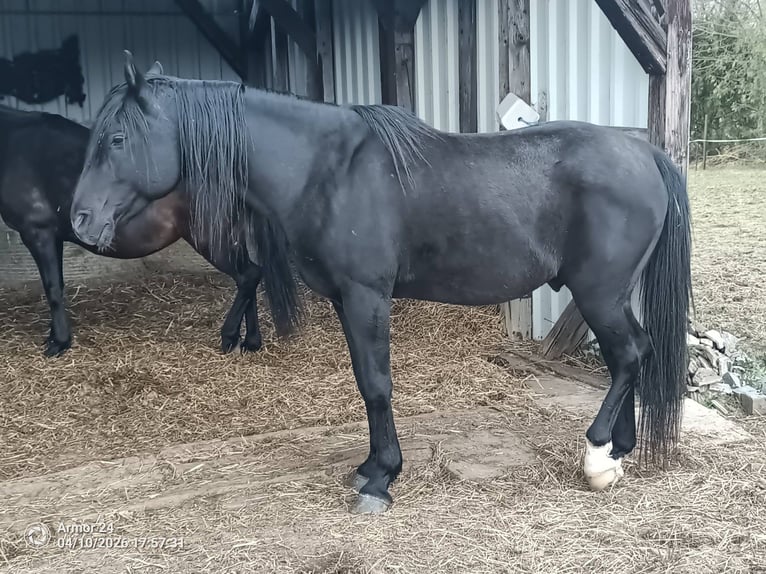 Pura Raza Árabe Semental Negro in Salzhemmendorf