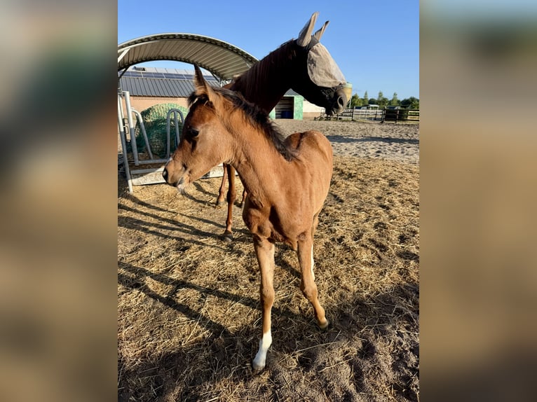 Pura Raza Árabe Semental Potro (01/2025) 100 cm Castaño in Cromvoirt