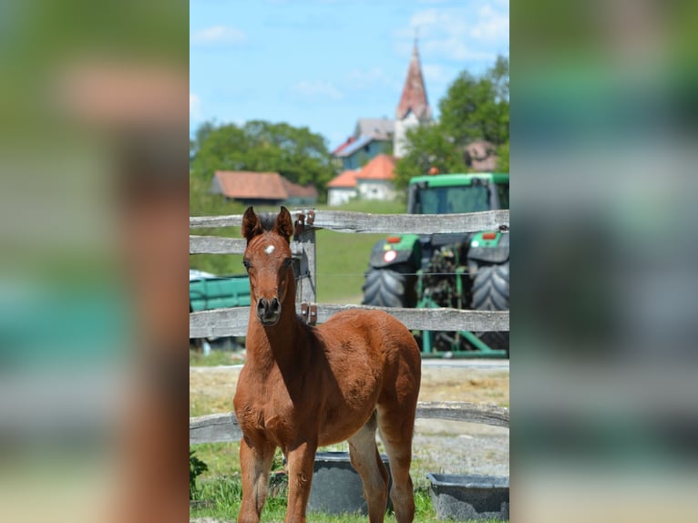 Pura Raza Árabe Semental Potro (01/2026) 152 cm Castaño in Koprivnica