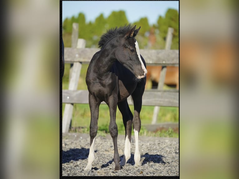 Pura Raza Árabe Semental Potro (04/2026) 155 cm  in Papendrecht