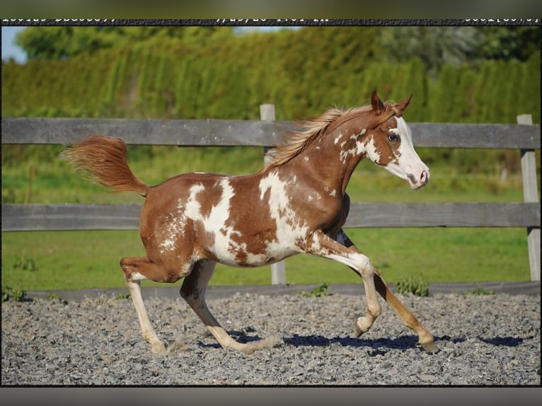 Pura Raza Árabe Semental Potro (04/2026) 155 cm  in Papendrecht
