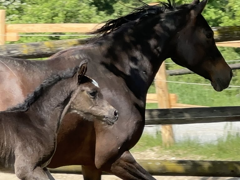 Pura Raza Árabe Semental  157 cm Negro in Tiefenbach