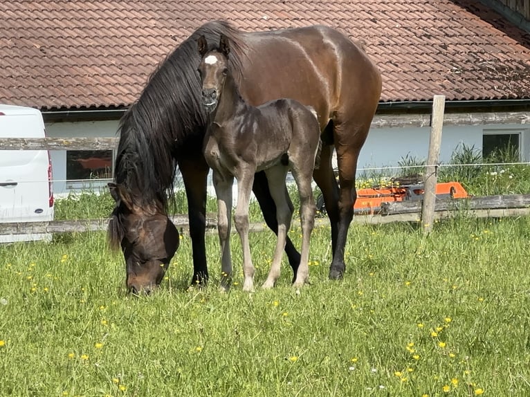 Pura Raza Árabe Semental  157 cm Negro in Tiefenbach