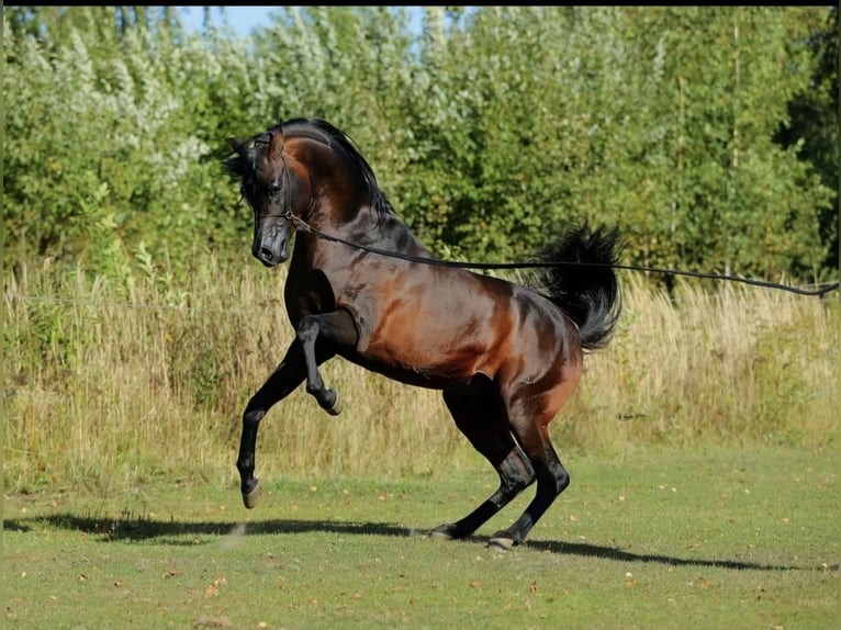 Pura Raza Árabe Semental Potro (05/2024) 158 cm Castaño in Ustersbach