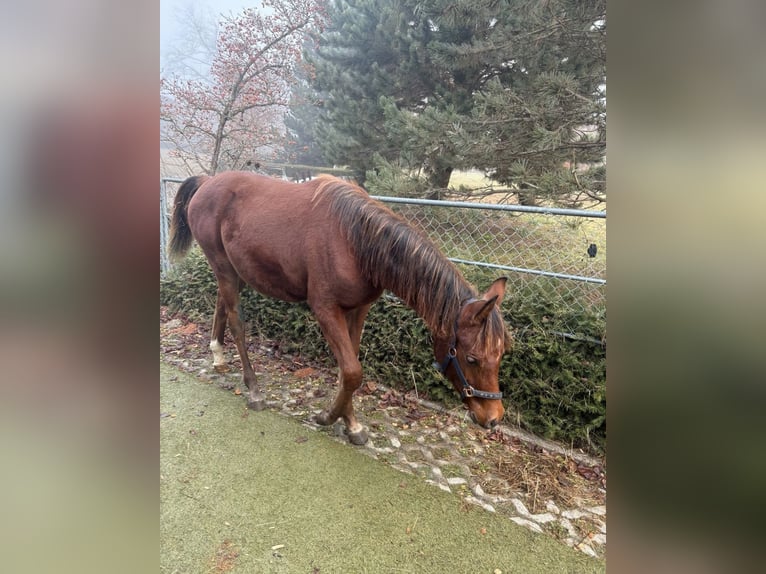 Pura Raza Árabe Semental Potro (02/2025) 158 cm Castaño in Leibertingen