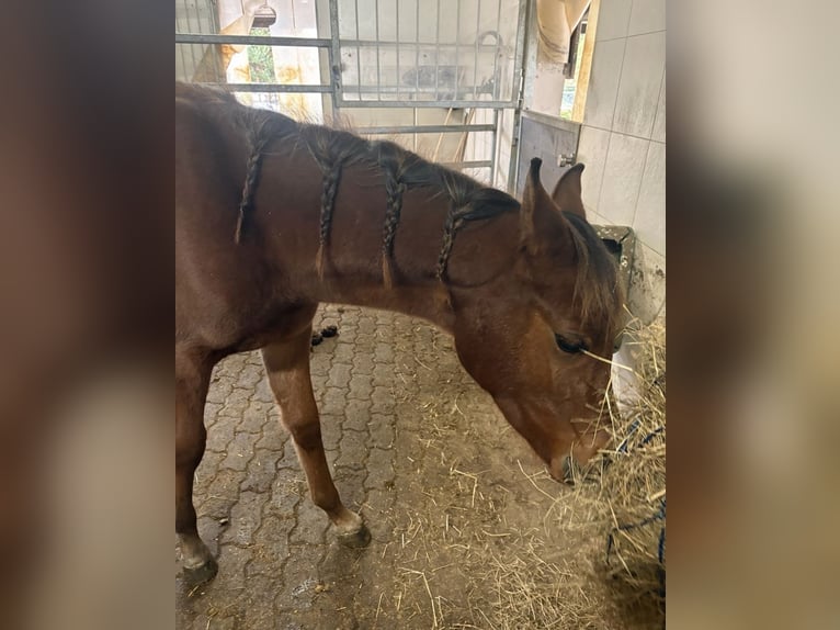 Pura Raza Árabe Semental Potro (02/2025) 158 cm Castaño in Leibertingen