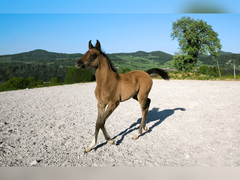 Pura Raza Árabe Semental  158 cm Tordo in Ortnek