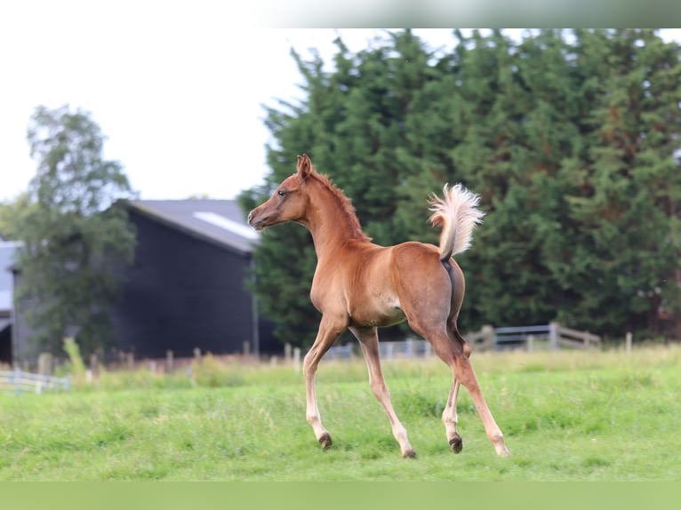 Pura Raza Árabe Semental Potro (02/2024) 159 cm Alazán in Nieuwkoop