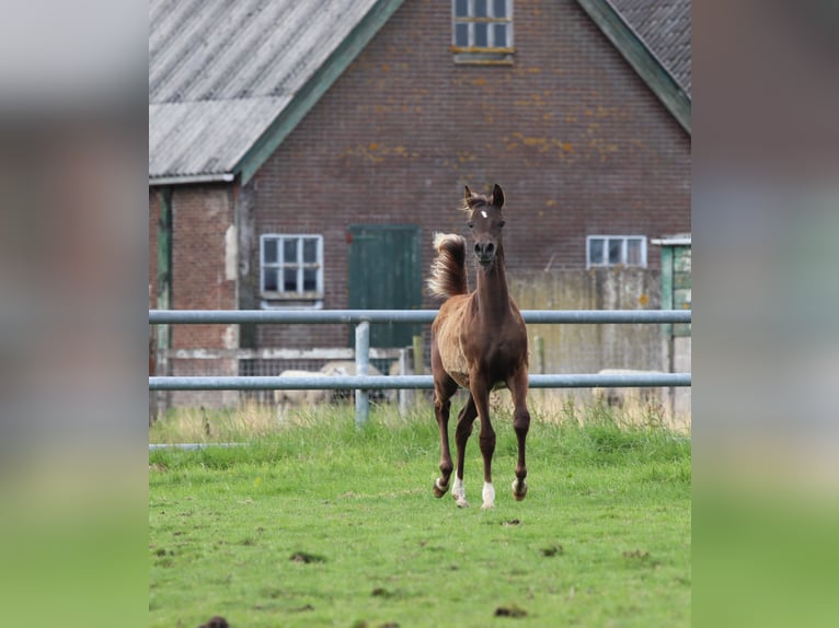 Pura Raza Árabe Semental Potro (02/2024) 159 cm Alazán in Nieuwkoop