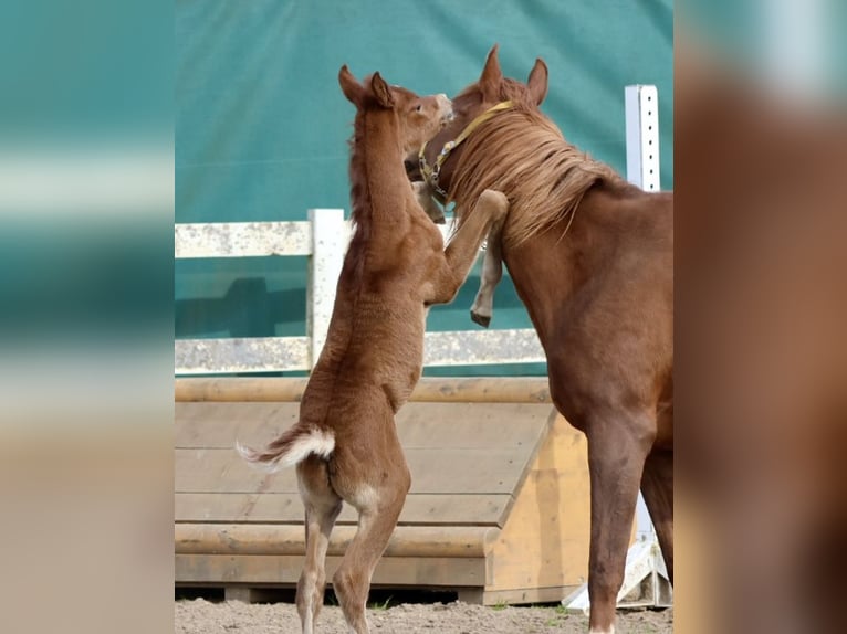 Pura Raza Árabe Semental  159 cm Musgo in Bad Oldesloe