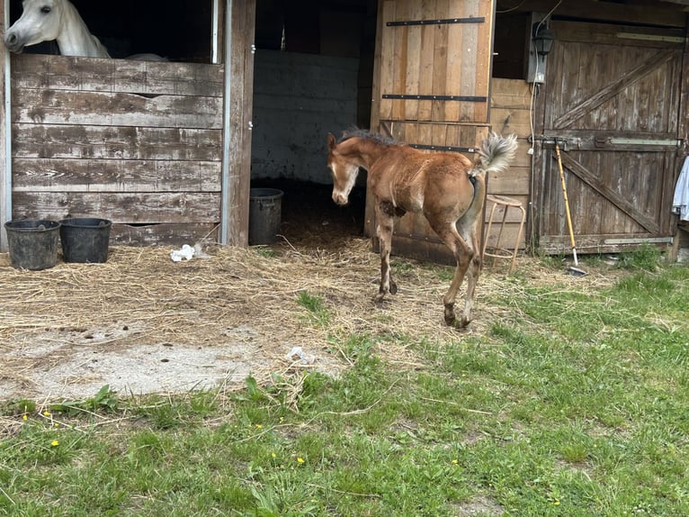 Pura Raza Árabe Semental  Alazán in Fosdinovo