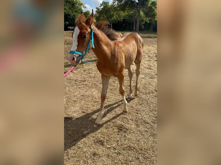 Pura Raza Árabe Semental Potro (05/2026) Alazán in Saint Joseph