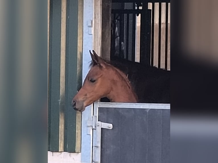 Pura Raza Árabe Semental Potro (06/2026) Castaño in Aarlanderveen