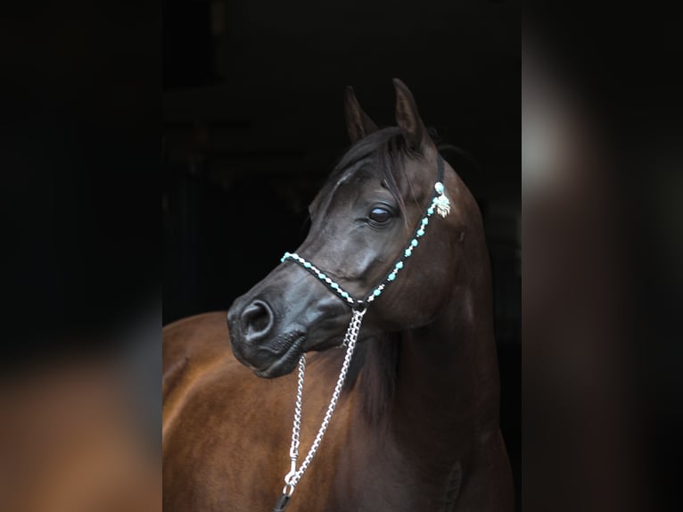 Pura Raza Árabe Yegua 10 años 152 cm Negro in Santok