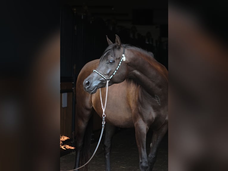 Pura Raza Árabe Yegua 10 años 152 cm Negro in Santok