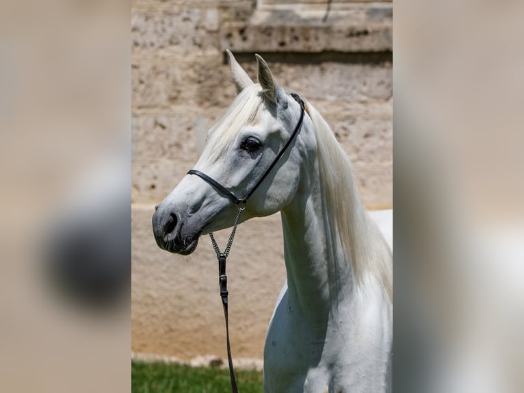 Pura Raza Árabe Yegua 10 años 152 cm Tordo in Gomadingen