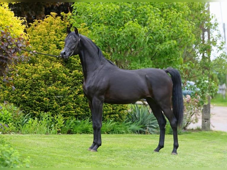 Pura Raza Árabe Yegua 10 años 153 cm Negro in Lodz