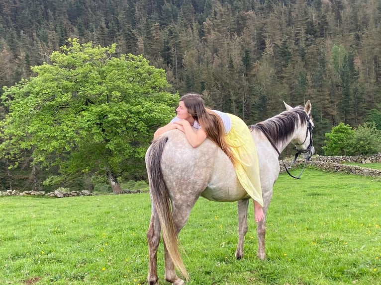 Pura Raza Árabe Yegua 10 años 155 cm Tordo picazo in Ahrensbök