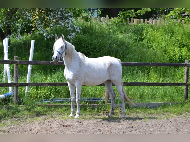 Pura Raza Árabe Yegua 11 años 161 cm Tordo in Schwerin