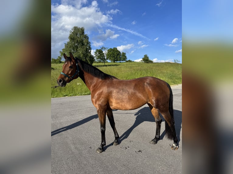 Pura Raza Árabe Yegua 12 años 150 cm Castaño in Waldhausen im Strudengau