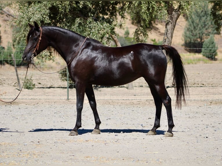 Pura Raza Árabe Yegua 12 años 152 cm Negro in Bitterwater CA