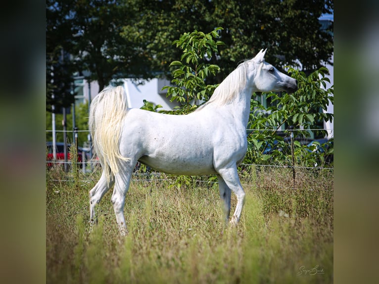 Pura Raza Árabe Yegua 12 años 152 cm Tordo in Weiden in der Oberpfalz