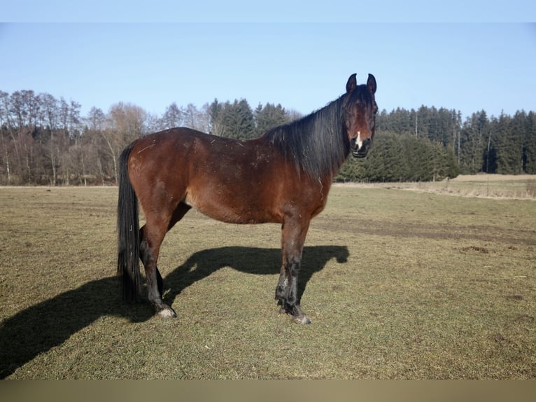 Pura Raza Árabe Yegua 12 años 154 cm Castaño oscuro in Kammlach