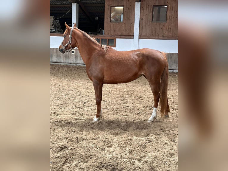 Pura Raza Árabe Yegua 12 años 156 cm Alazán in Amerang