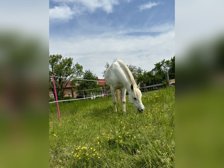 Pura Raza Árabe Yegua 13 años 150 cm Tordo picazo in Hinzenbach