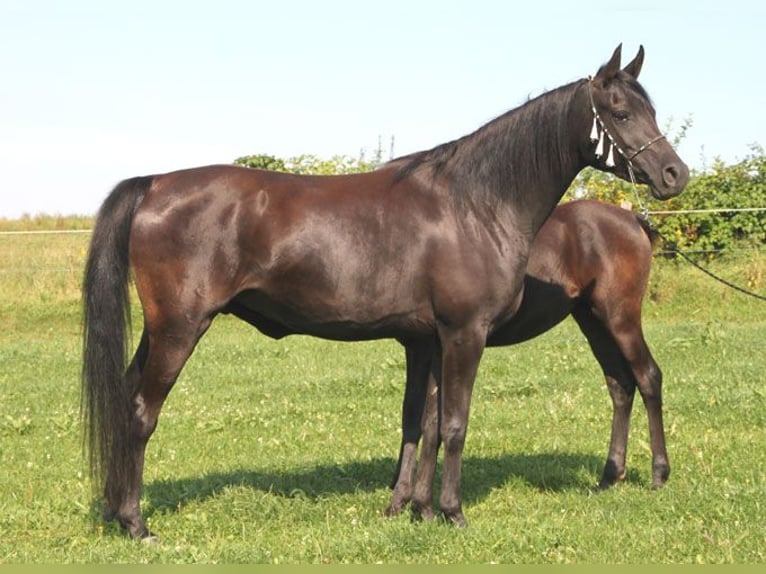 Pura Raza Árabe Yegua 13 años 152 cm Negro in Herzberg am Harz