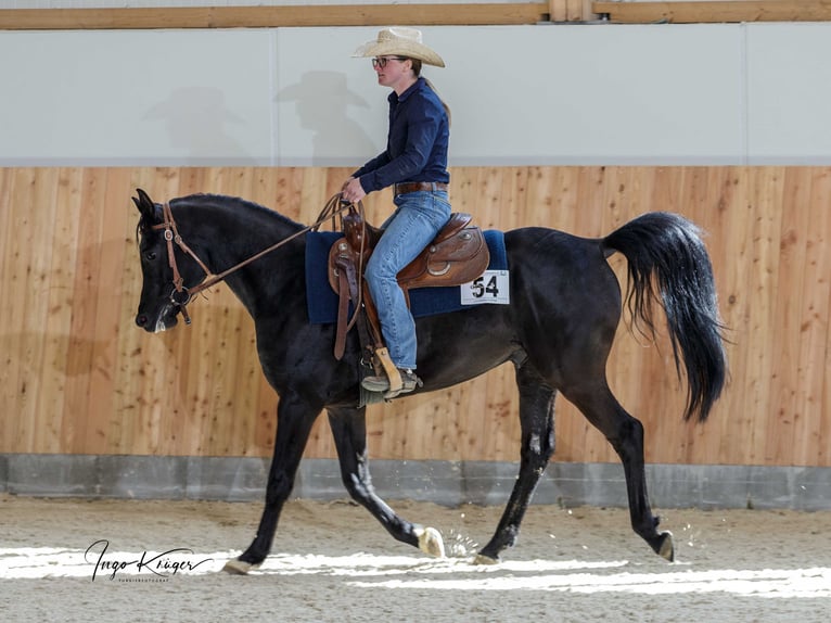 Pura Raza Árabe Yegua 13 años 152 cm Negro in Herzberg am Harz