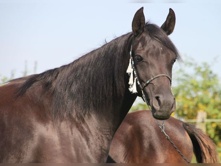 Pura Raza Árabe Yegua 13 años 152 cm Negro in Herzberg am Harz